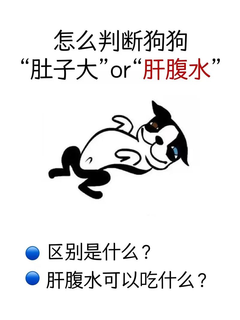 狗狗腹水怎么引起的_狗狗腹水怎么治疗方法-第5张图片-后鲨宠物 狗狗腹水怎么引起的_狗狗腹水怎么治疗方法-第5张图片-后鲨宠物