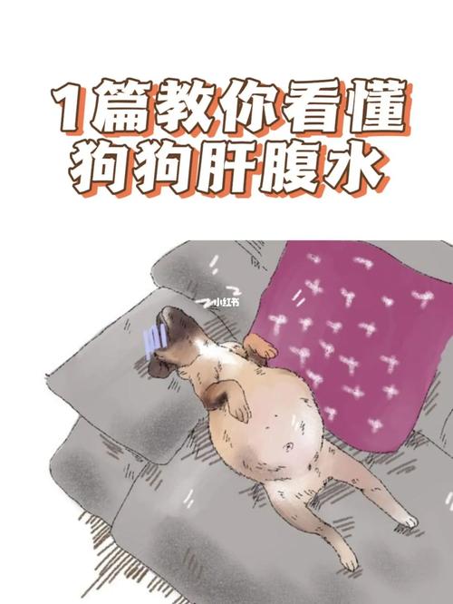 狗狗腹水怎么引起的_狗狗腹水怎么治疗方法-第6张图片-后鲨宠物 狗狗腹水怎么引起的_狗狗腹水怎么治疗方法-第6张图片-后鲨宠物