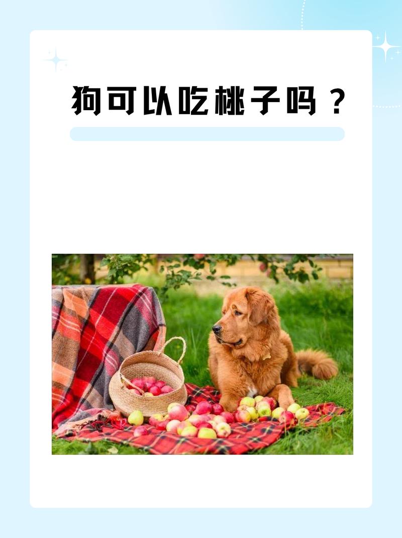 桃子狗狗可以吃吗_桃子狗狗可以吃吗有毒吗-第4张图片-后鲨宠物