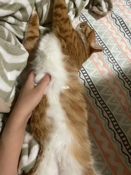 猫咪胸口有骨头凸出来，猫咪胸口有骨头凸出来公猫？