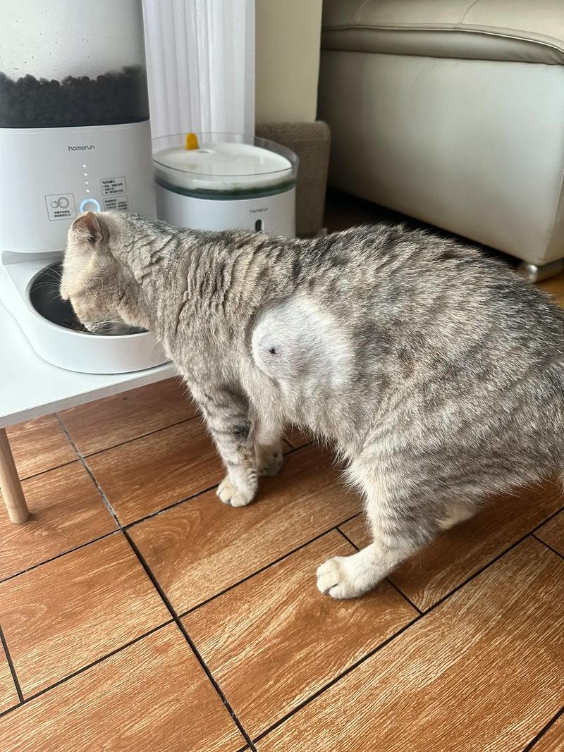 猫咪胸口有骨头凸出来,猫咪胸口有骨头凸出来公猫?-第2张图片-后鲨宠物 猫咪胸口有骨头凸出来,猫咪胸口有骨头凸出来公猫?-第2张图片-后鲨宠物