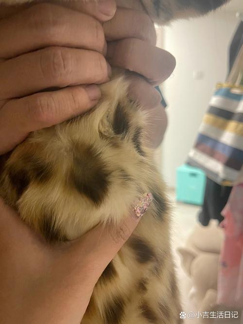 猫咪胸口有骨头凸出来,猫咪胸口有骨头凸出来公猫?-第5张图片-后鲨宠物 猫咪胸口有骨头凸出来,猫咪胸口有骨头凸出来公猫?-第5张图片-后鲨宠物