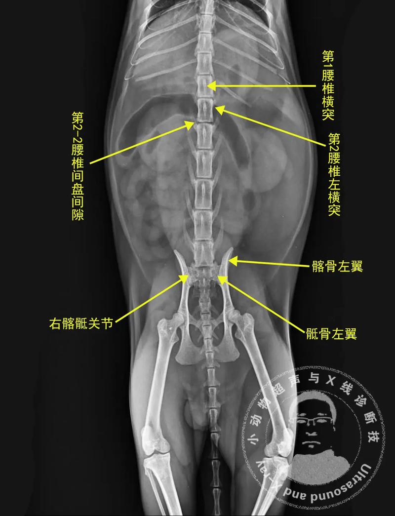 猫咪胸口有骨头凸出来,猫咪胸口有骨头凸出来公猫?-第6张图片-后鲨宠物 猫咪胸口有骨头凸出来,猫咪胸口有骨头凸出来公猫?-第6张图片-后鲨宠物