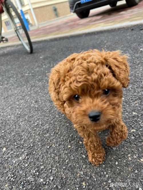 泰迪狗狗几个月算成犬，泰迪几个月算是成年？