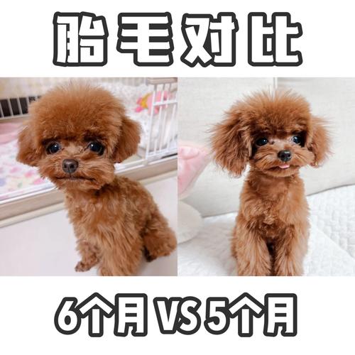 泰迪狗狗几个月算成犬,泰迪几个月算是成年?-第2张图片-后鲨宠物 泰迪狗狗几个月算成犬,泰迪几个月算是成年?-第2张图片-后鲨宠物