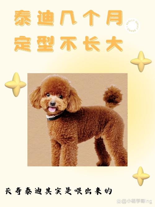 泰迪狗狗几个月算成犬,泰迪几个月算是成年?-第5张图片-后鲨宠物 泰迪狗狗几个月算成犬,泰迪几个月算是成年?-第5张图片-后鲨宠物