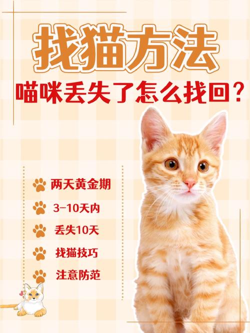 猫咪丢了怎么办_猫咪丢了怎么办用风水学怎么寻找