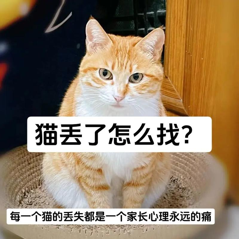 猫咪丢了怎么办_猫咪丢了怎么办用风水学怎么寻找-第6张图片-后鲨宠物 猫咪丢了怎么办_猫咪丢了怎么办用风水学怎么寻找-第6张图片-后鲨宠物