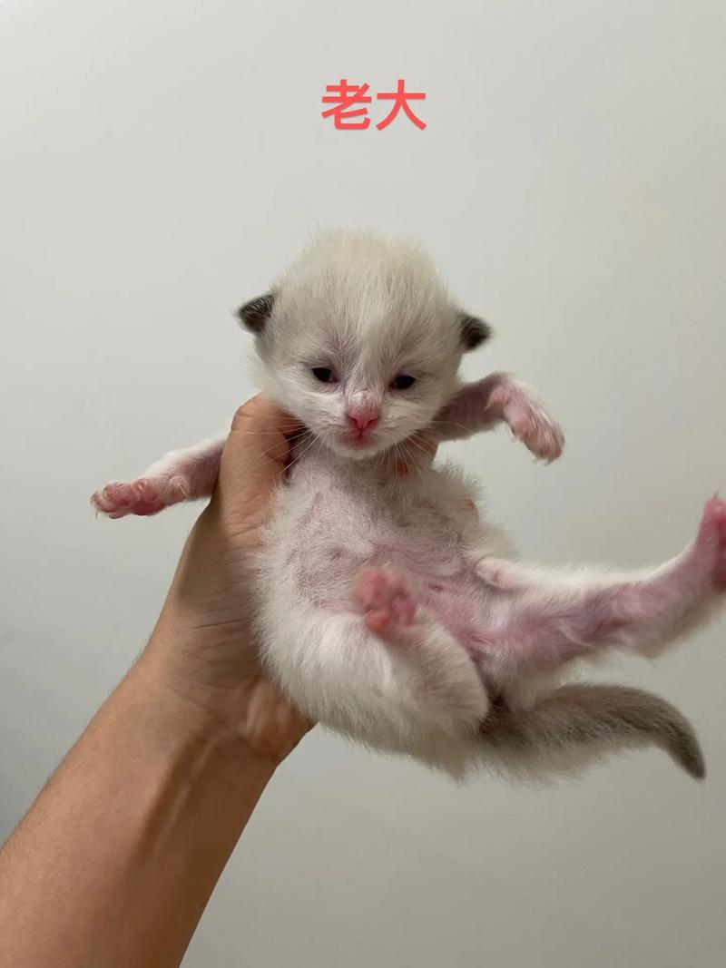 猫咪什么时候断奶,如何判断小猫几个月了?-第6张图片-后鲨宠物 猫咪什么时候断奶,如何判断小猫几个月了?-第6张图片-后鲨宠物