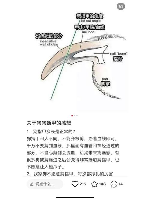 可以给狗狗剪指甲吗,可以给狗狗剪指甲吗视频-第3张图片-后鲨宠物 可以给狗狗剪指甲吗,可以给狗狗剪指甲吗视频-第3张图片-后鲨宠物