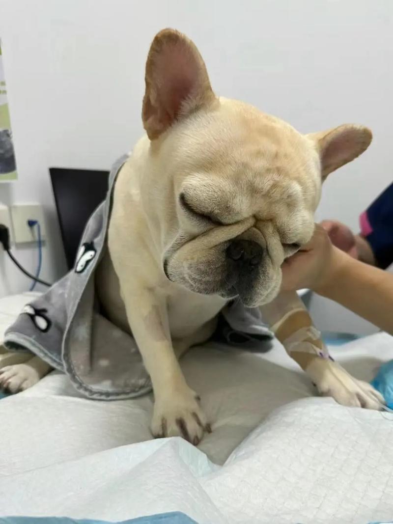 狗狗大脑炎能治好么_狗狗得了大脑炎怎么治-第3张图片-后鲨宠物 狗狗大脑炎能治好么_狗狗得了大脑炎怎么治-第3张图片-后鲨宠物