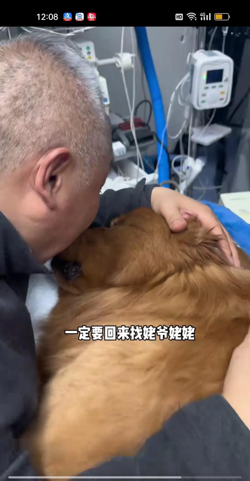 狗狗大脑炎能治好么_狗狗得了大脑炎怎么治-第5张图片-后鲨宠物 狗狗大脑炎能治好么_狗狗得了大脑炎怎么治-第5张图片-后鲨宠物