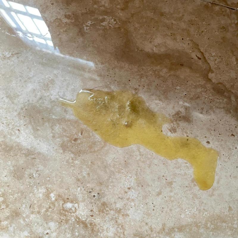 猫咪呕吐黄色泡沫_猫咪呕吐黄色泡沫液体-第2张图片-后鲨宠物 猫咪呕吐黄色泡沫_猫咪呕吐黄色泡沫液体-第2张图片-后鲨宠物