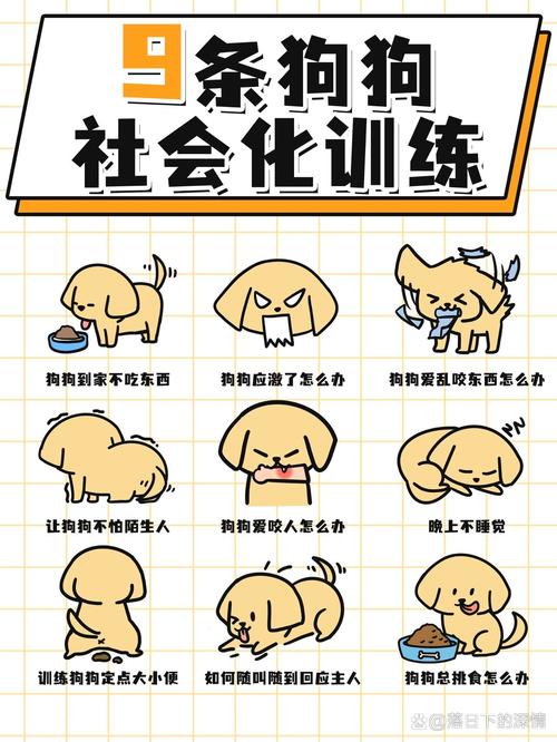 狗狗胆子小怎么训练,狗狗胆子太小?-第2张图片-后鲨宠物 狗狗胆子小怎么训练,狗狗胆子太小?-第2张图片-后鲨宠物