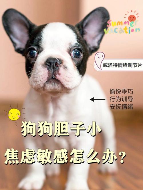 狗狗胆子小怎么训练,狗狗胆子太小?-第4张图片-后鲨宠物 狗狗胆子小怎么训练,狗狗胆子太小?-第4张图片-后鲨宠物