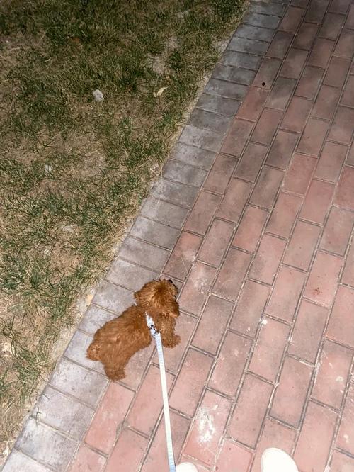 狗狗胆子小怎么训练,狗狗胆子太小?-第5张图片-后鲨宠物 狗狗胆子小怎么训练,狗狗胆子太小?-第5张图片-后鲨宠物