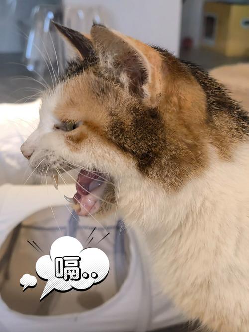 猫咪打嗝怎么办,猫咪打嗝是怎么回事_爱宠问答-第4张图片-后鲨宠物 猫咪打嗝怎么办,猫咪打嗝是怎么回事_爱宠问答-第4张图片-后鲨宠物