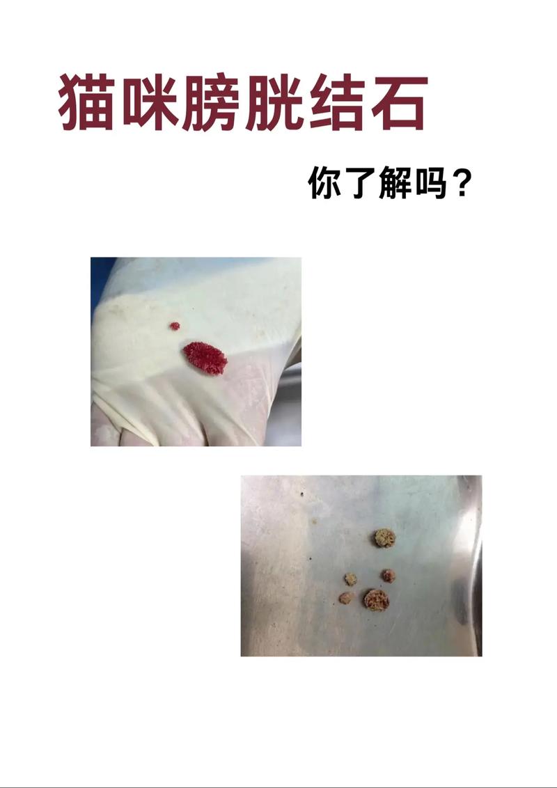 猫咪膀胱结石怎么治疗,猫猫膀胱结石怎么办-第2张图片-后鲨宠物 猫咪膀胱结石怎么治疗,猫猫膀胱结石怎么办-第2张图片-后鲨宠物