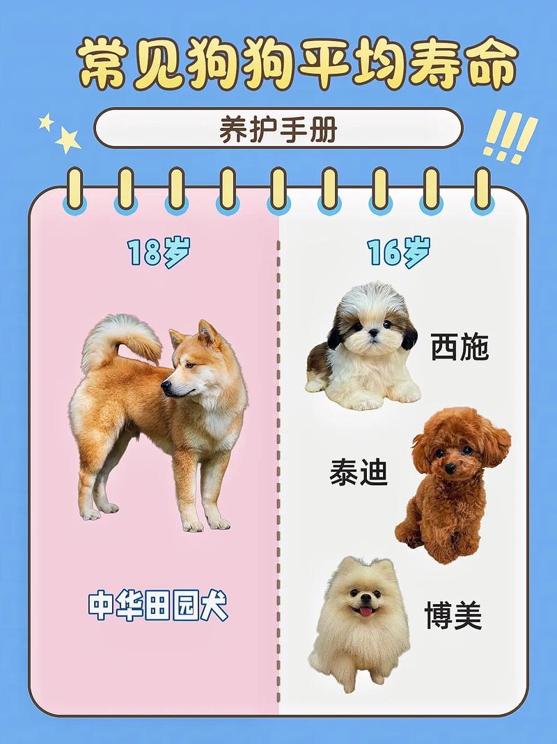 什么狗狗寿命长,什么狗狗的寿命长-第1张图片-后鲨宠物 什么狗狗寿命长,什么狗狗的寿命长-第1张图片-后鲨宠物