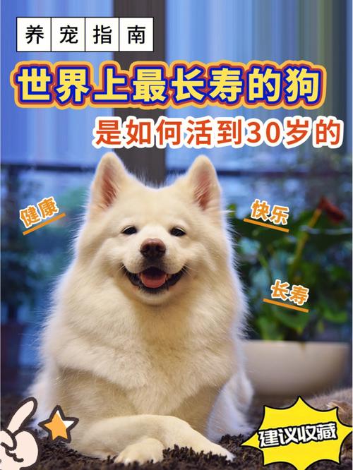 什么狗狗寿命长,什么狗狗的寿命长-第2张图片-后鲨宠物 什么狗狗寿命长,什么狗狗的寿命长-第2张图片-后鲨宠物