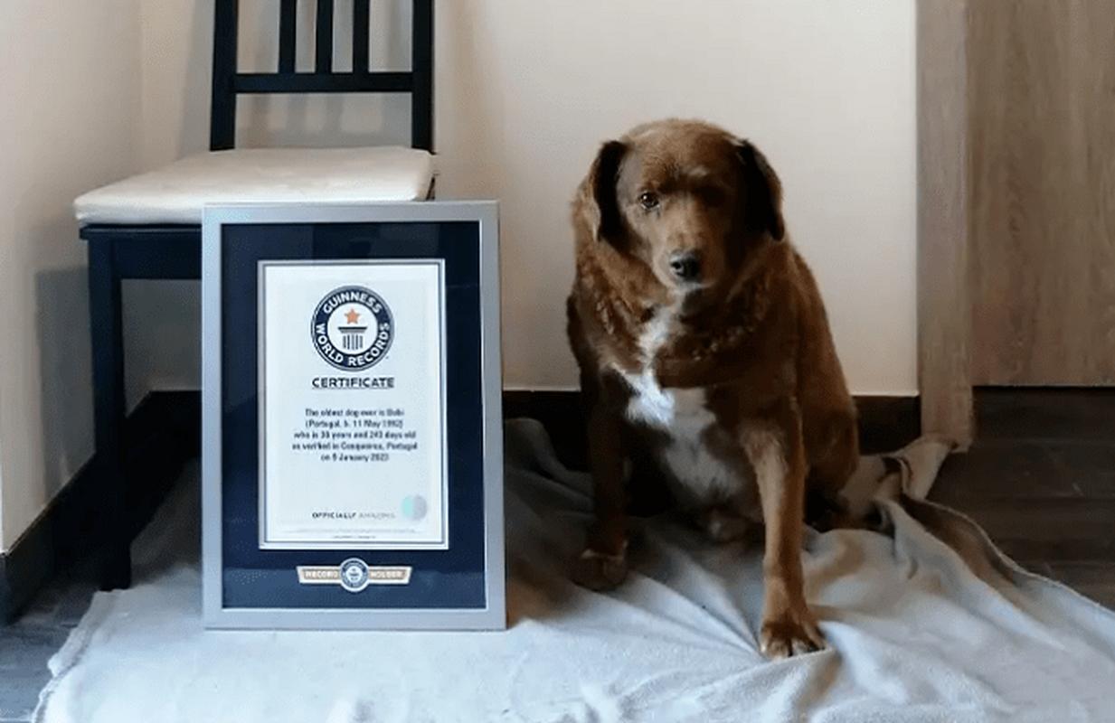 什么狗狗寿命长,什么狗狗的寿命长-第4张图片-后鲨宠物 什么狗狗寿命长,什么狗狗的寿命长-第4张图片-后鲨宠物