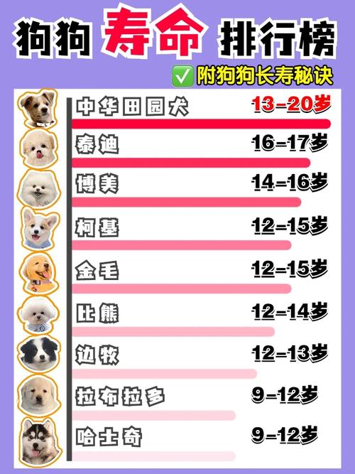 什么狗狗寿命长,什么狗狗的寿命长-第6张图片-后鲨宠物 什么狗狗寿命长,什么狗狗的寿命长-第6张图片-后鲨宠物