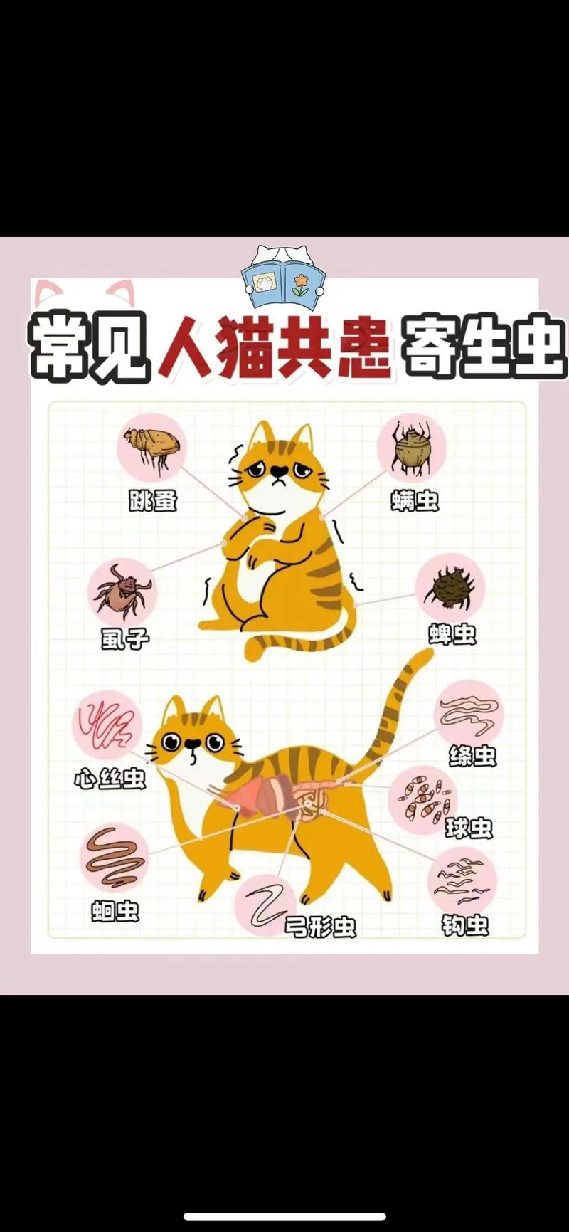 猫咪感染蜱虫的症状,猫感染蜱虫的初期症状?-第2张图片-后鲨宠物 猫咪感染蜱虫的症状,猫感染蜱虫的初期症状?-第2张图片-后鲨宠物