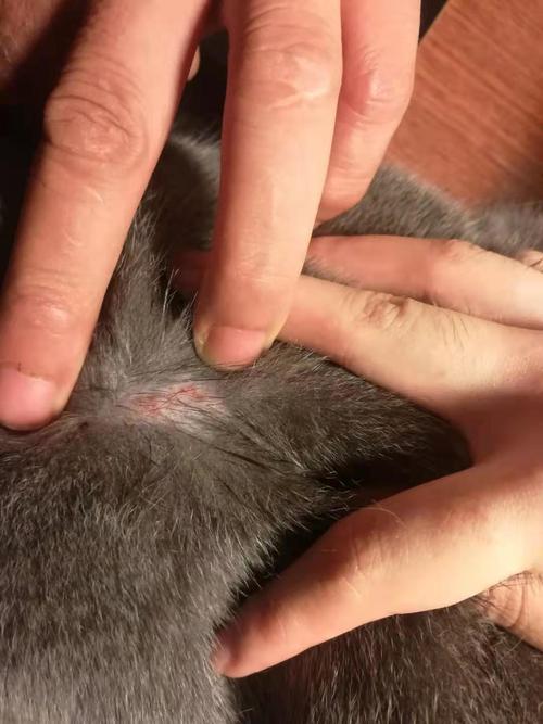 猫咪感染蜱虫的症状,猫感染蜱虫的初期症状?-第4张图片-后鲨宠物 猫咪感染蜱虫的症状,猫感染蜱虫的初期症状?-第4张图片-后鲨宠物