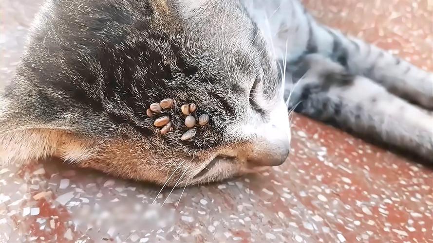 猫咪感染蜱虫的症状,猫感染蜱虫的初期症状?-第5张图片-后鲨宠物 猫咪感染蜱虫的症状,猫感染蜱虫的初期症状?-第5张图片-后鲨宠物