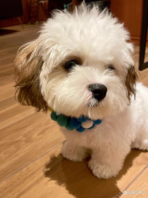 狗狗能吃青萝卜吗_狗狗能吃青萝卜吗熟的-第5张图片-后鲨宠物 狗狗能吃青萝卜吗_狗狗能吃青萝卜吗熟的-第5张图片-后鲨宠物