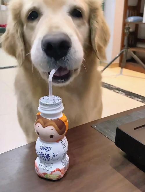 狗狗可以喝脱脂牛奶吗_狗狗能喝脱脂牛奶-第2张图片-后鲨宠物 狗狗可以喝脱脂牛奶吗_狗狗能喝脱脂牛奶-第2张图片-后鲨宠物