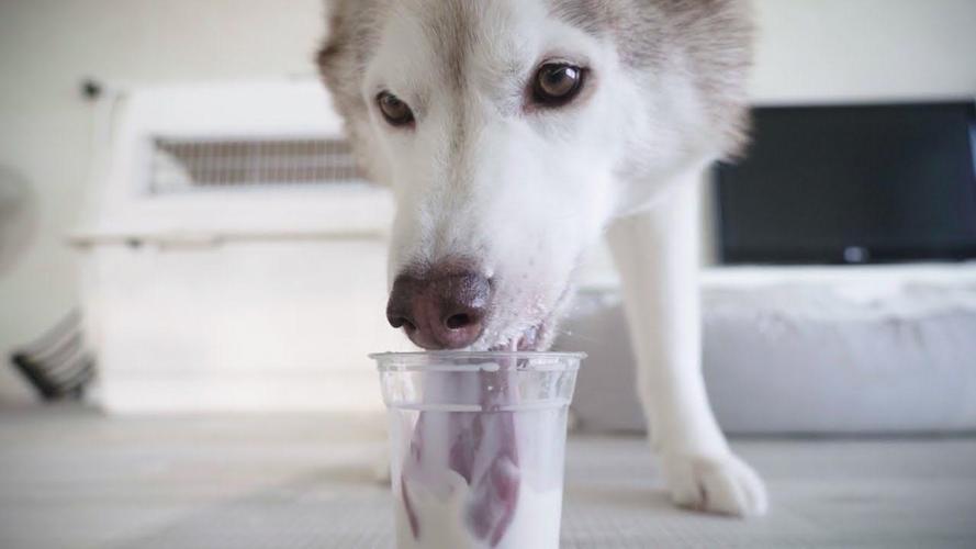 狗狗可以喝脱脂牛奶吗_狗狗能喝脱脂牛奶-第5张图片-后鲨宠物 狗狗可以喝脱脂牛奶吗_狗狗能喝脱脂牛奶-第5张图片-后鲨宠物