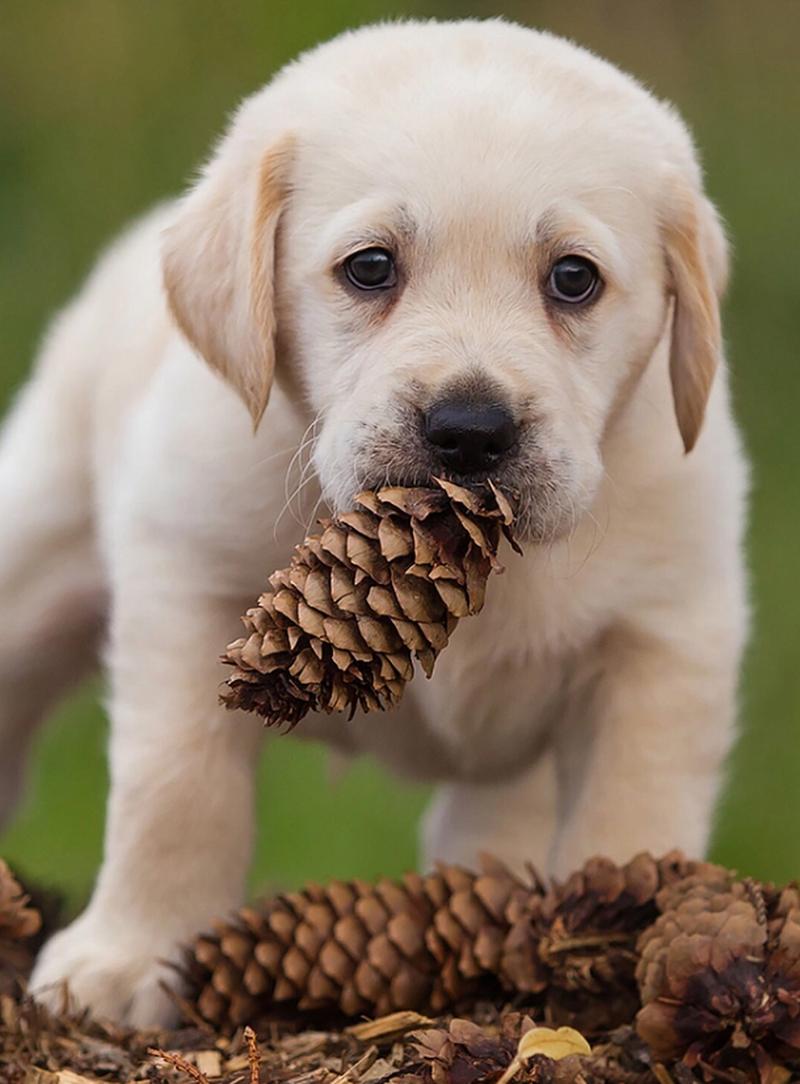 狗狗能吃松子吗，狗狗能吃松子吗有毒吗？-第5张图片-后鲨宠物
