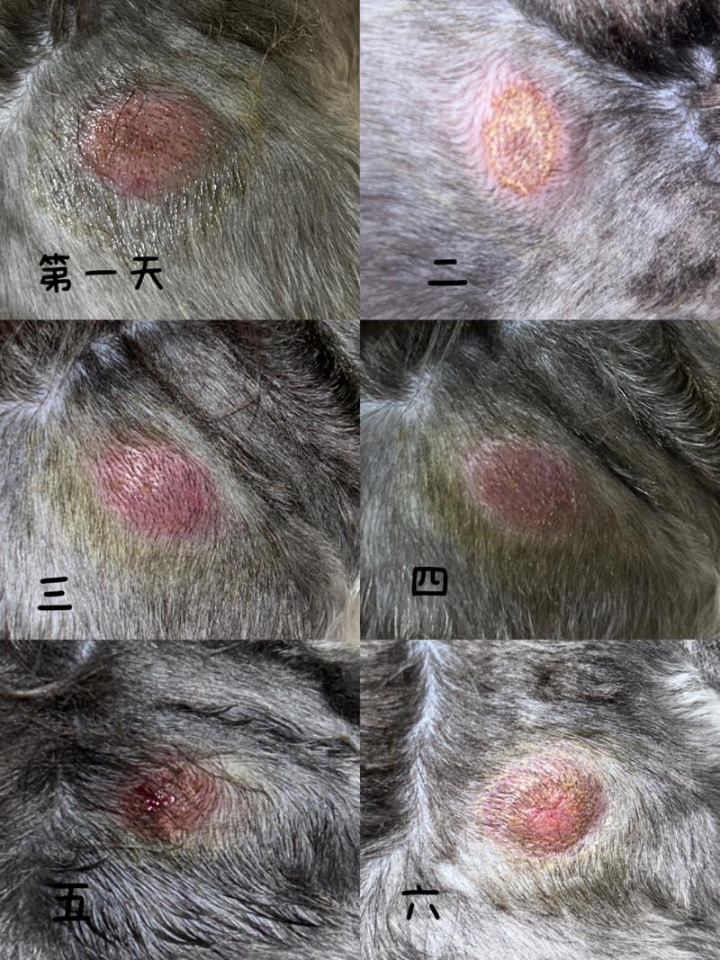  狗狗能用碘伏吗，小狗狗能用碘伏吗