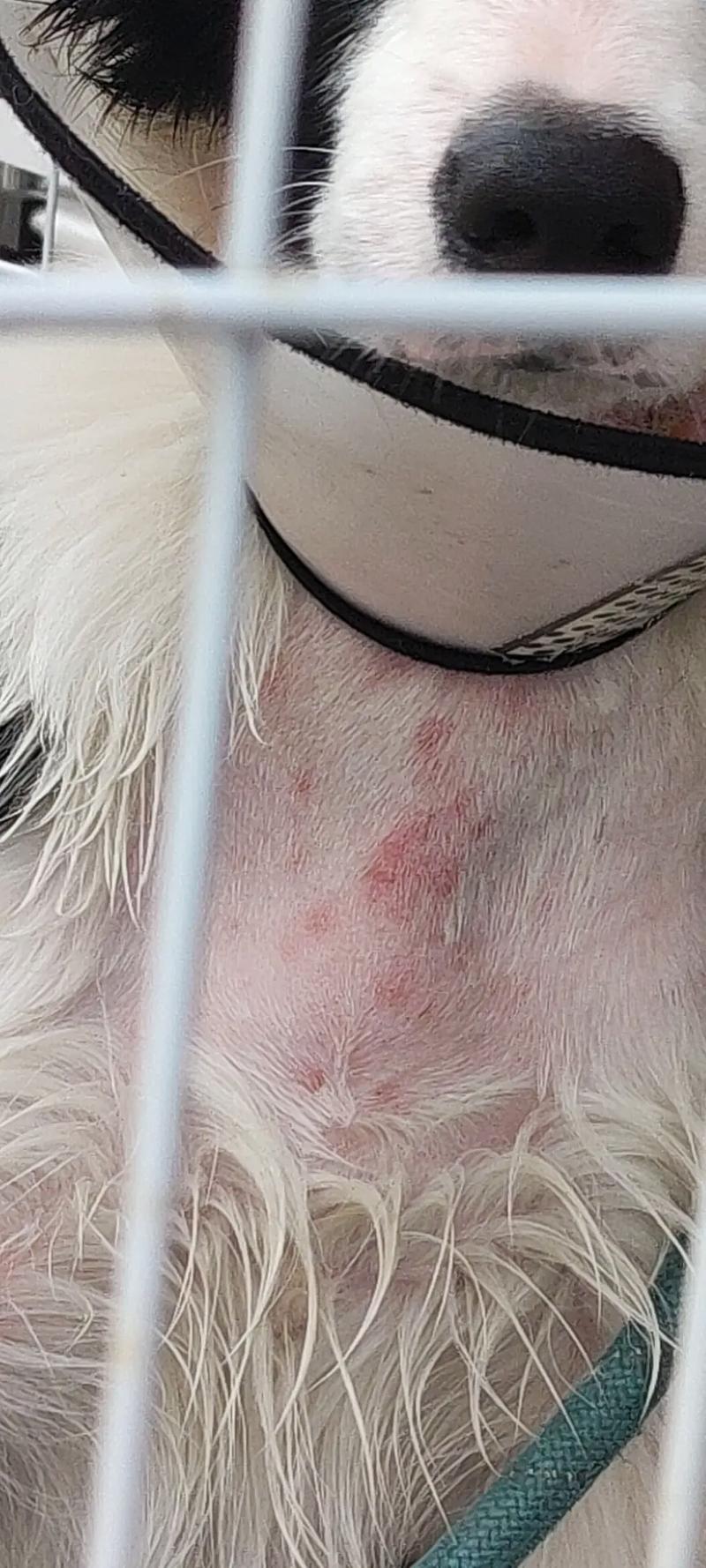 狗狗能用碘伏吗,小狗狗能用碘伏吗-第6张图片-后鲨宠物 狗狗能用碘伏吗,小狗狗能用碘伏吗-第6张图片-后鲨宠物