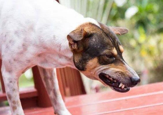  狗狗喝水咳嗽怎么回事，狗狗喝水咳嗽正常吗