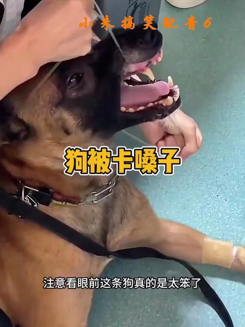  狗狗喝水咳嗽怎么回事，狗狗喝水咳嗽正常吗-第3张图片-后鲨宠物