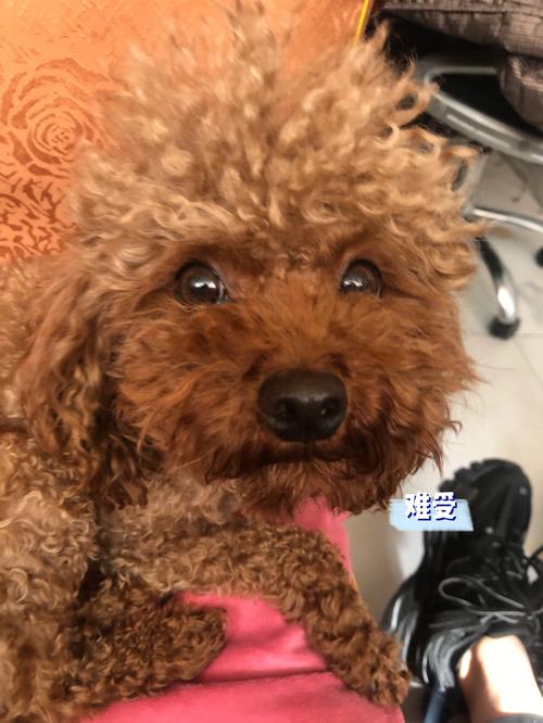  狗狗便血呕吐怎么回事，狗狗便血吐血-第2张图片-后鲨宠物