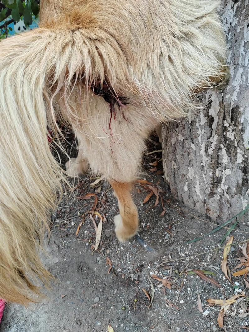  狗狗便血呕吐怎么回事，狗狗便血吐血-第4张图片-后鲨宠物