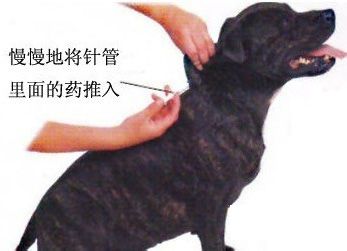 怎样给狗狗打针_怎样给狗狗打针图解-第2张图片-后鲨宠物 怎样给狗狗打针_怎样给狗狗打针图解-第2张图片-后鲨宠物