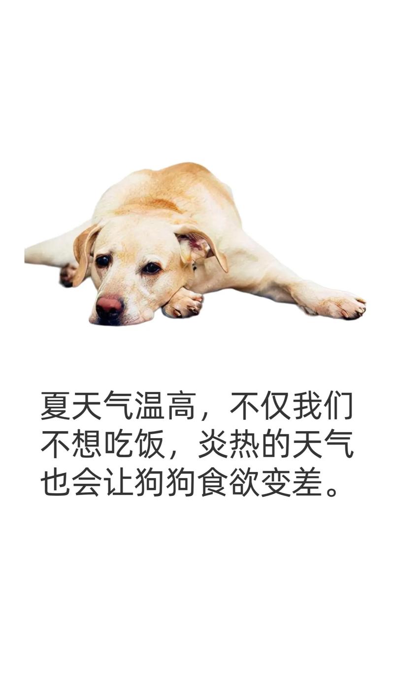天气热会影响狗狗食欲吗_天热会导致狗狗食欲不振吗