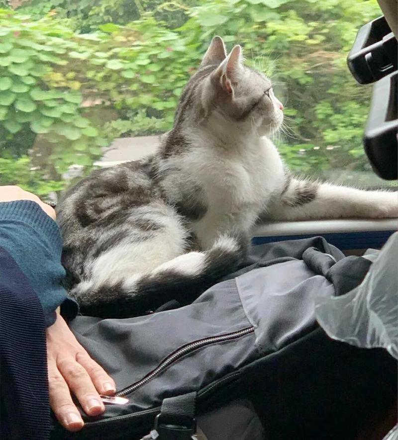 猫咪能上客车吗_猫能不能上长途汽车