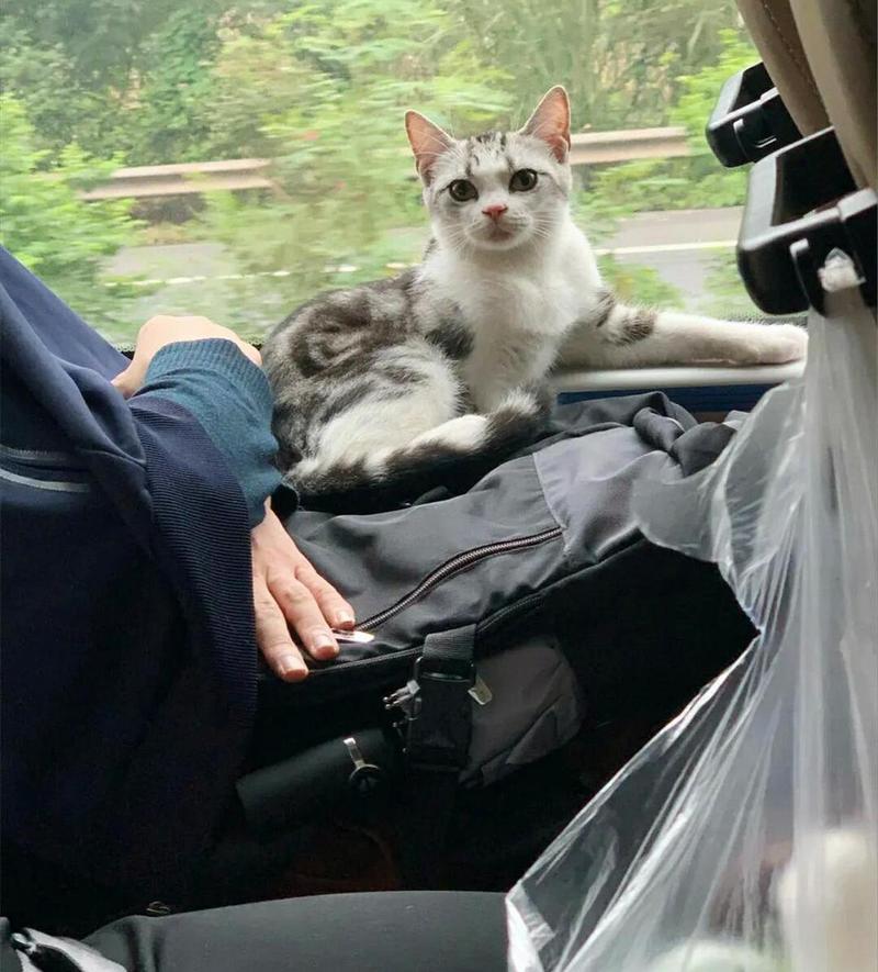 猫咪能上客车吗_猫能不能上长途汽车-第3张图片-后鲨宠物 猫咪能上客车吗_猫能不能上长途汽车-第3张图片-后鲨宠物