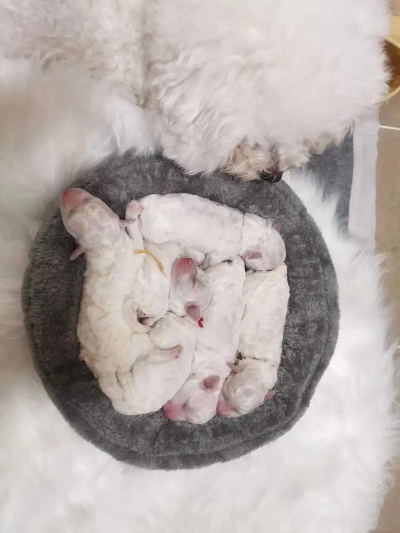 狗狗怀孕多长时间下奶,狗狗怀孕多少天下奶?-第3张图片-后鲨宠物 狗狗怀孕多长时间下奶,狗狗怀孕多少天下奶?-第3张图片-后鲨宠物