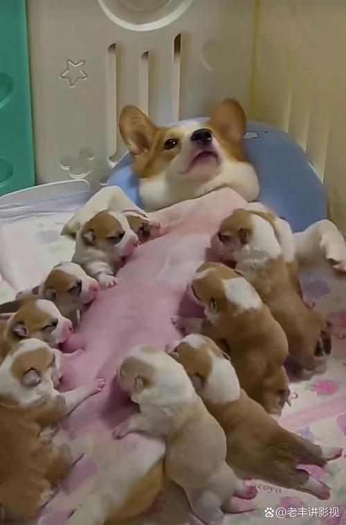 狗狗怀孕多长时间下奶,狗狗怀孕多少天下奶?-第4张图片-后鲨宠物 狗狗怀孕多长时间下奶,狗狗怀孕多少天下奶?-第4张图片-后鲨宠物