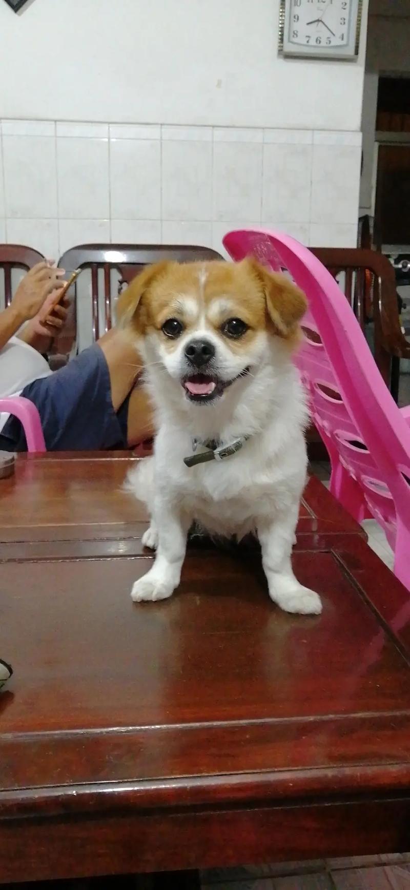 狗狗白毛变黄了怎么办,狗狗白色毛变黄怎么办?-第3张图片-后鲨宠物 狗狗白毛变黄了怎么办,狗狗白色毛变黄怎么办?-第3张图片-后鲨宠物