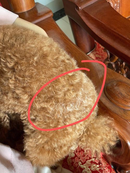 狗狗白毛变黄了怎么办,狗狗白色毛变黄怎么办?-第6张图片-后鲨宠物 狗狗白毛变黄了怎么办,狗狗白色毛变黄怎么办?-第6张图片-后鲨宠物