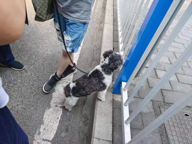  狗狗可以上公交车吗，狗狗可以上公交车吗现在