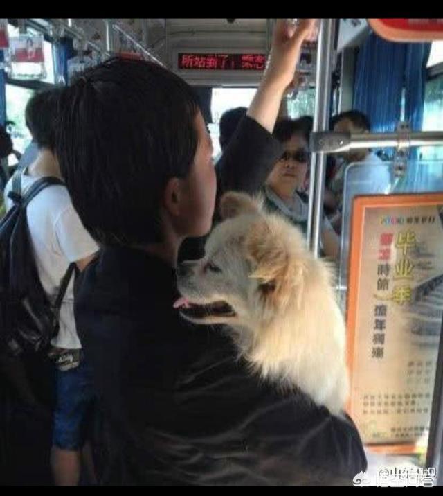  狗狗可以上公交车吗，狗狗可以上公交车吗现在-第3张图片-后鲨宠物