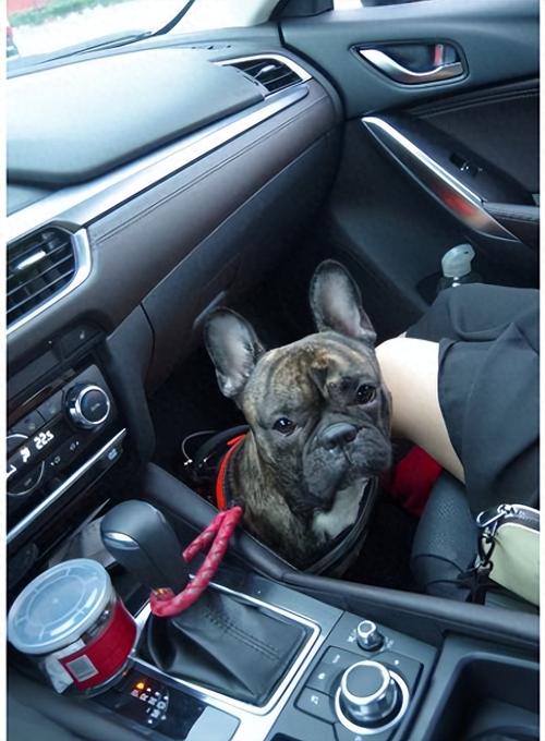  狗狗可以上公交车吗，狗狗可以上公交车吗现在-第4张图片-后鲨宠物